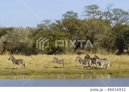 Herd of zebras in the African savannah Herd of zebras in the African savannah 86016932