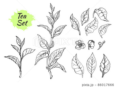 Set of tea bush branches with leaves. Vector 86017666