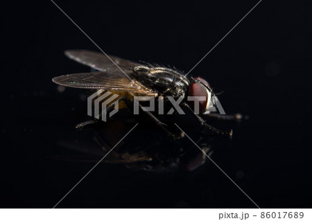 Take a closer shot of Diptera. 86017689