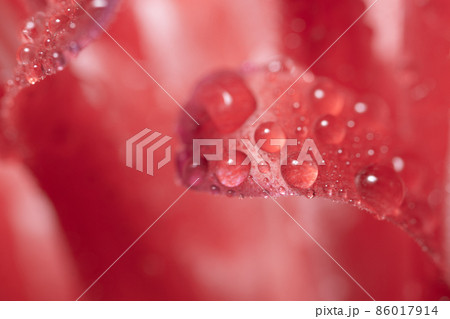Macro background, water drops on pink flowers Macro background, water drops on pink flowers 86017914