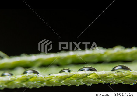 Macro background, water drops on green plants Macro background, water drops on green plants 86017916