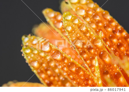 Water drops on orange flower petals Water drops on orange flower petals 86017941