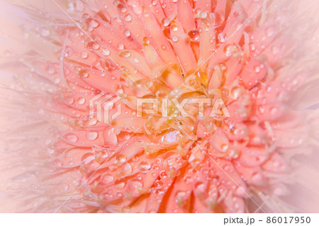 Macro background, water drops, pink flower petals. Macro background, water drops, pink flower petals. 86017950