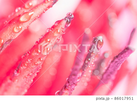 Water drops on lotus pollen 86017951