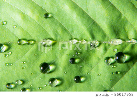 Macro water drops on plant 86017958