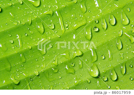Macro water drops on plant Macro water drops on plant 86017959