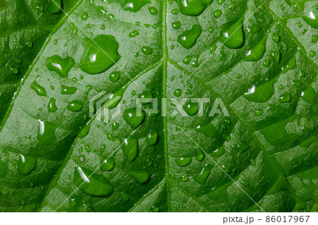 Water drops on leaf 86017967