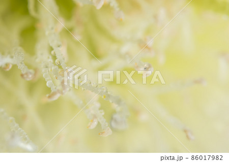 Water drops on flower petals Syzygium Water drops on flower petals Syzygium 86017982