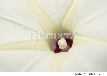 Macro pollen white Macro pollen white 86018757