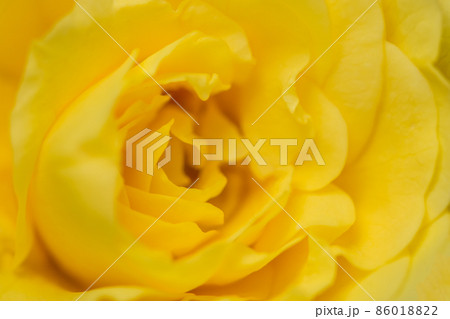 Background from flowers Background from flowers 86018822