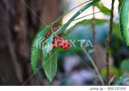 マンリョウ 86019569