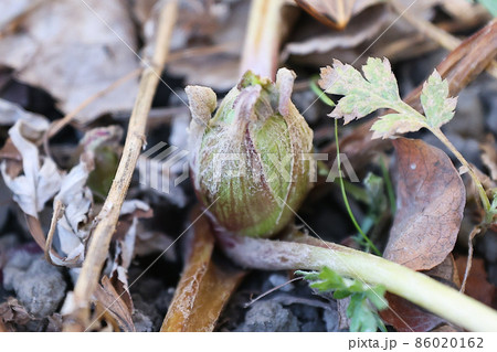 蕗の薹・ふきのとう　採取、狩り 86020162