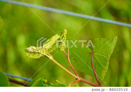 ぶどう・クローズアップ ぶどう・クローズアップ 86020510