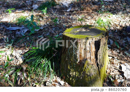 道保川公園 苔むした切株 道保川公園 苔むした切株 86020760