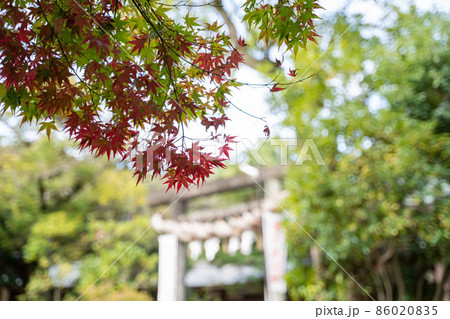阿比太神社　紅葉 86020835