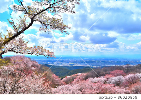 御亭山から観る満開の山桜 86020859
