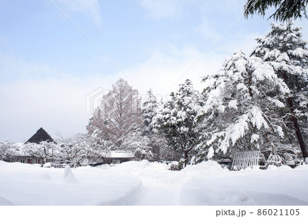 冬 雪に覆われた角館の巨木群 冬 雪に覆われた角館の巨木群 86021105