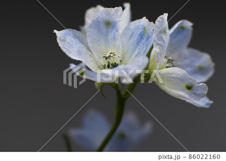 デルフィニウム 学名 Delphinium の水色花が咲いています の写真素材