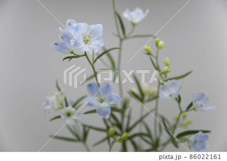 デルフィニウム(学名:Delphinium)の水色花が咲いています。 デルフィニウム(学名:Delphinium)の水色花が咲いています。 86022161