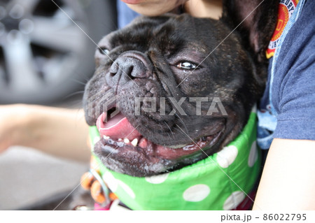 顔が赤くて舌を出して暑がるフレンチブルドッグ 86022795