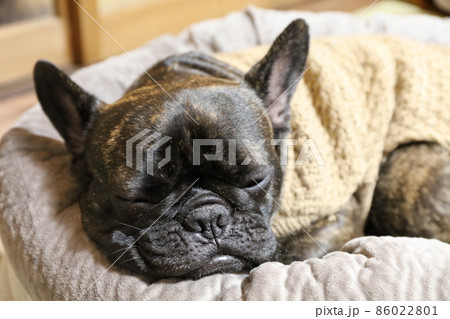 自分のベッドで丸くなり、リラックスした表情のフレンチブルドッグ 86022801