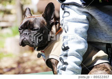 キャンプ場で飼い主との関係をはぐくむフレンチブルドッグ 86022807