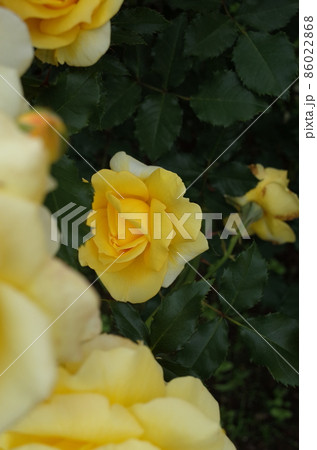 満開の黄薔薇 Gold Bunny 満開の黄薔薇 Gold Bunny 86022868