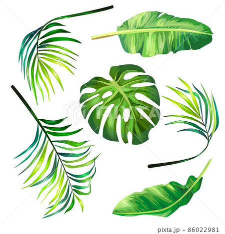 Set of botanical vector illustrations of tropical palm leaves in a realistic style. 86022981