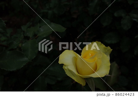 満開の黄薔薇 Golden Medaillon 満開の黄薔薇 Golden Medaillon 86024423