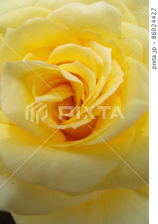 満開の黄薔薇 Golden Medaillon 満開の黄薔薇 Golden Medaillon 86024427