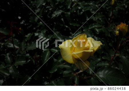 満開の黄薔薇 Golden Medaillon 満開の黄薔薇 Golden Medaillon 86024438