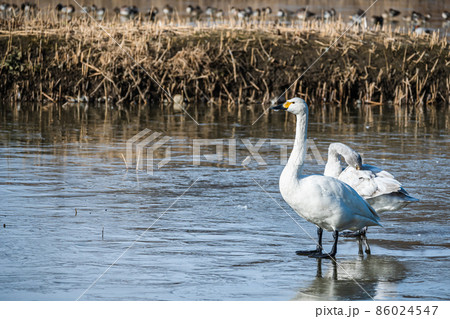 氷上に立つ白鳥 86024547