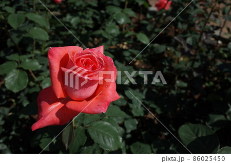 満開の赤薔薇 Interflora 満開の赤薔薇 Interflora 86025450