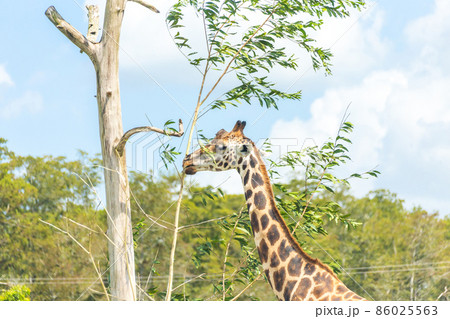 Giraffe eating leaves from dry tree 86025563