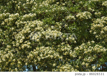 Mock Orange 86026531