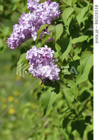 Lilac Esther Staley 86026538