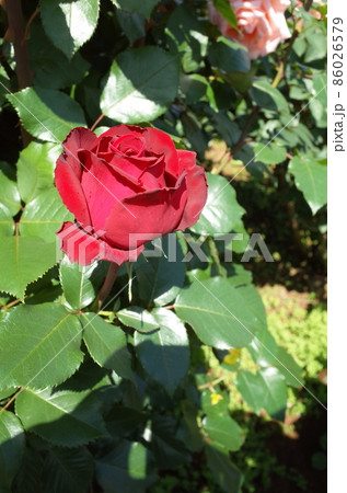 満開の赤薔薇 Helmut Kohl Rose 86026579