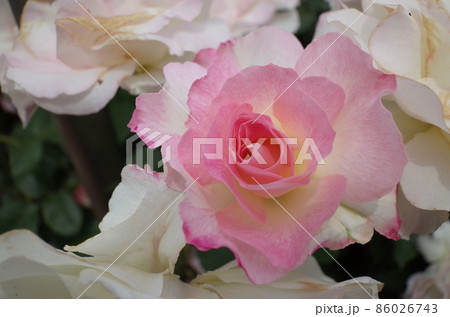 満開の薔薇 Matilda 86026743