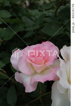 満開の薔薇 Matilda 満開の薔薇 Matilda 86026746