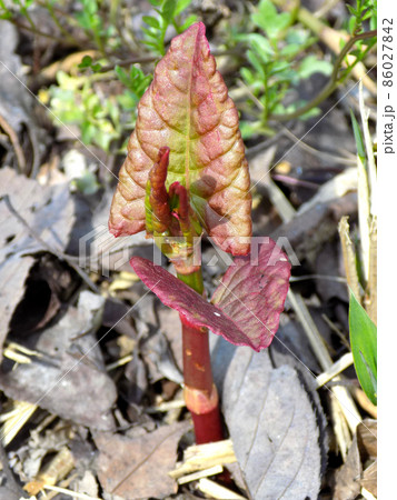 虎杖の新芽　イタドリ　Japanese knotweed sprout 86027842