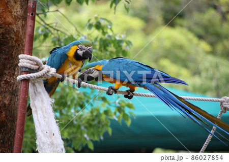 二羽仲良しで夫婦のルリコンゴウインコの写真素材 [86027854] - PIXTA