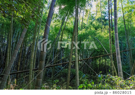 荒れた竹林　放置竹林イメージ 86028015