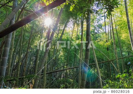 荒れた竹林　放置竹林イメージ 86028016