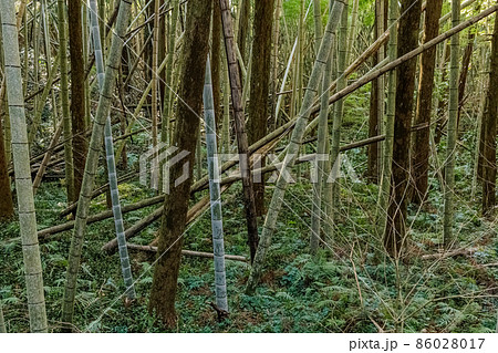 荒れた竹林　放置竹林イメージ 86028017