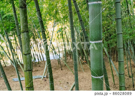 竹林 86028089