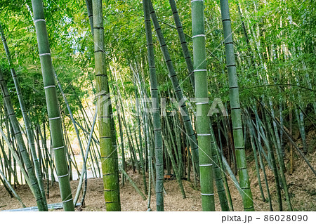 竹林 86028090