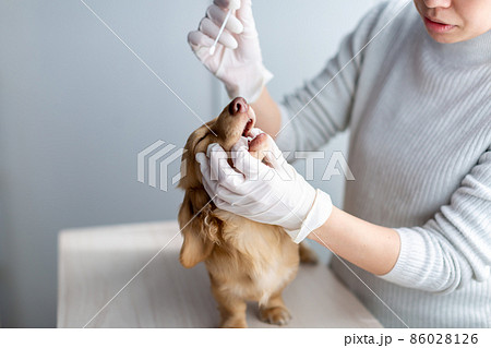 愛犬のケア　遺伝子検査 86028126