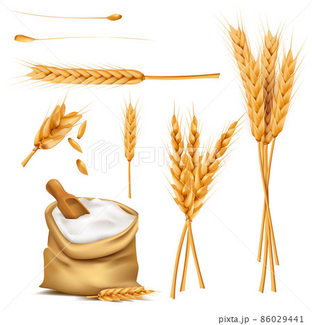Wheat ears, grains and flour in sack vector set 86029441