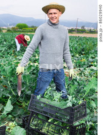 Male farmer harvesting broccoli on farm field Male farmer harvesting broccoli on farm field 86029940