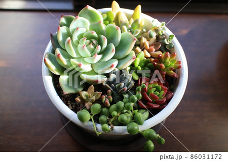 窓辺の多肉寄せ植え 窓辺の多肉寄せ植え 86031172